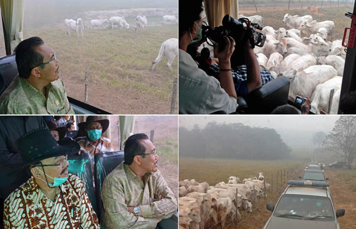 Tur di Penggembalaan Sapi Sembawa bersama Mentan Suswono